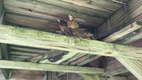 Baby robins are getting ready to leave the nest