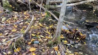 Exploring the Woods Trail blazing 🇨🇦 Cape Breton Island