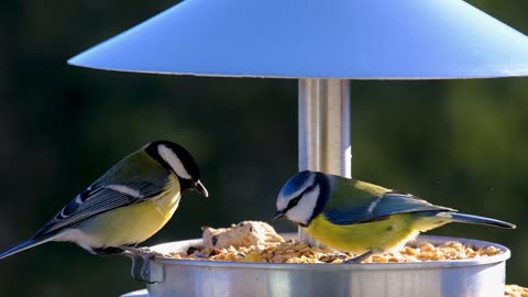 Bird Taking Food