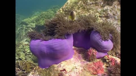 Symbiosis & Anemone Fish - Andaman Reef Life - unique and beautiful