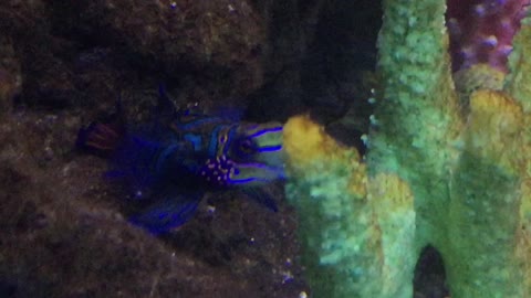Psychedelic Goby