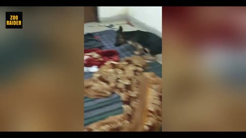 German Shepherd Ruins The House Because He Left Alone