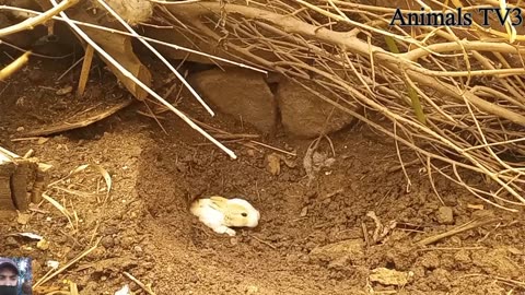 Cute Rabbite Baby ! Criando CONEJOS En La Naturaleza __ ¿Podemos Criar Conejos En La Naturaleza⁉️