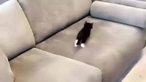 Cat on mission impossible