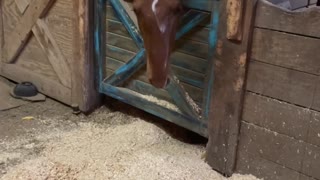 Horse Admits To Making Mess