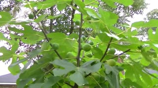 Fig trees are full of fruit