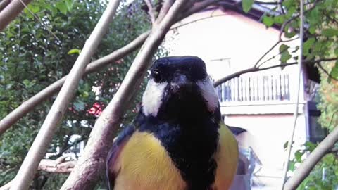 POV - You want to see all the birds in your backyard