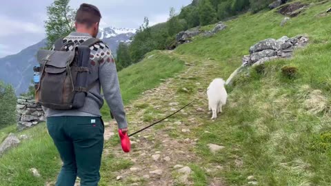 Travel Day in the life of our Samoyed , Van Life Trip