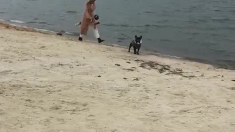 Sprinting Frenchie Causes Faceplant