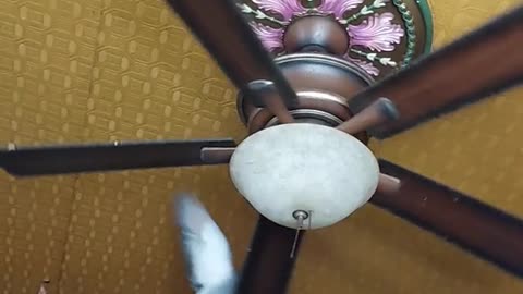 Pet Pigeon Likes Making Ceiling Fan Spin