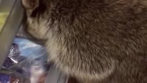 Crazy hungry raccoon