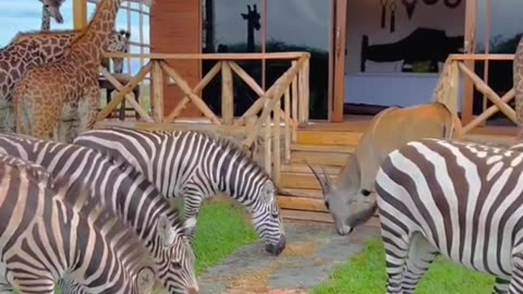 cute animals zebra horse giraf #animal #cute #shortvideo #animals #shorts #reels