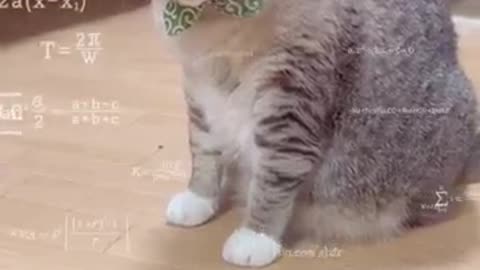 Cat funny video #6