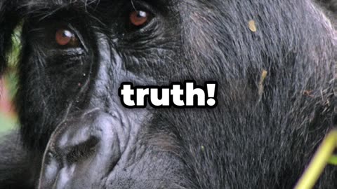 The Terrifying Truth About Gorillas!