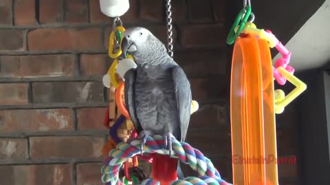Einstein Parrot can talk better than most humansp25