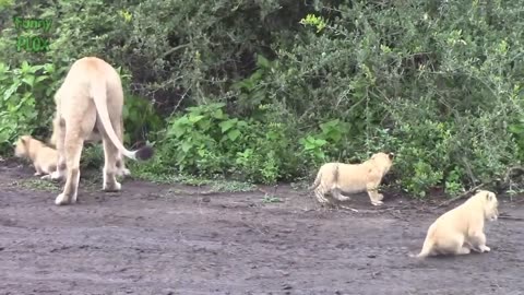 Most Funny Cute baby Tiger And Lion