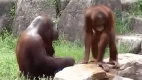 Animals Acting like Humans Compilation