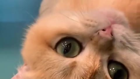 Lovely and Funny Cats with Cute Kittens Meowing