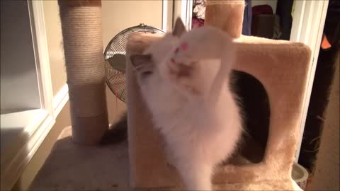 14 Week Old Ragdoll Kitten Rosey Climbs A Cat Tree For 1st Time