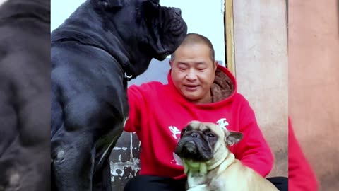 [Pet dog]Dogs are man’s most loyal friends[pug]Cute funny bulldog27