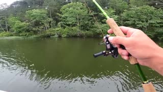 Catchng giant bluegill in a hidden lake