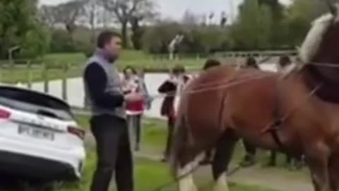 Horse vs car video