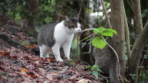 CATS FIGHT IN FOREST