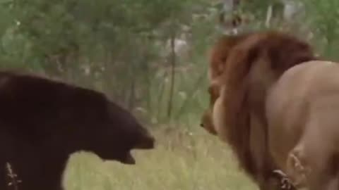 lion vs bear