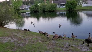 Canadian Geese and their baby chicks