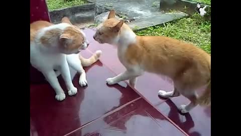 Cat fight for territory, who wins?