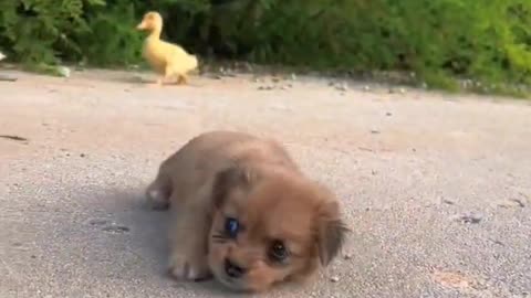 cute dog funny video clips 😂❤️🐕 #shorts #funny #cuteclips