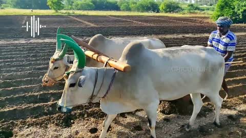 Antiquated method of plough by OX | Agriculture India