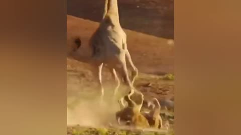 Giraffe stomps lion attacking her