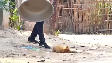 Troll Prank Dog Funny and fake Lion / Tiger Prank To dog & Huge Box Prank to dog