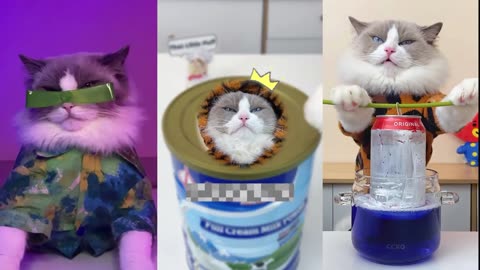 That Little Puff | January funny compilation2 #thatlittlepuff #catchefmeow