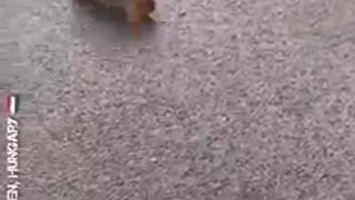 Wiewiórka biega w kółko - Węgry