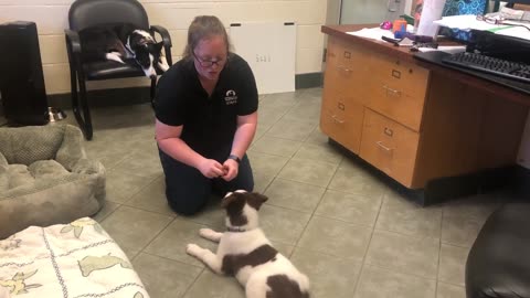 "Down" Behavior Puppy Training