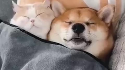 Cat and dog funny duo very excited