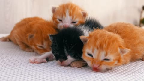 Newborn kittens are so cute