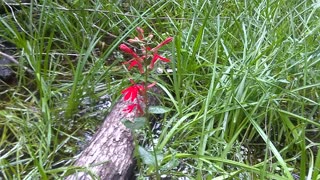 Cardinal Flower