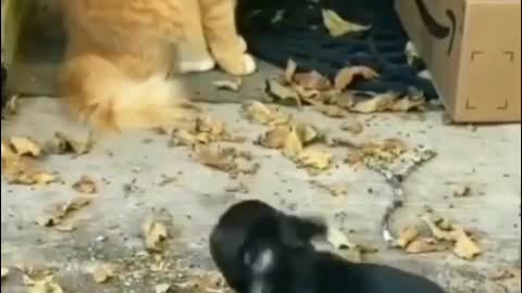 Funny lion and tiger compilation | funny pet videos | Super funny animal videos.