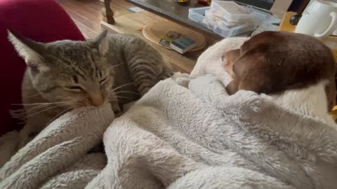 Dog Gets A Thorough Massage From Feline Friend
