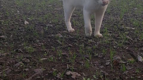 Cat playing at field