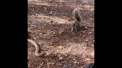 The Snake-Squirrel Challenge