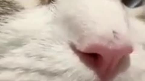 Super cute cat 🐱 must watch video