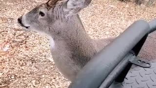 Whitetail deer in rut