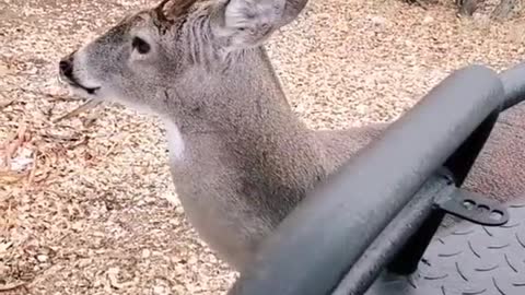 Whitetail deer in rut