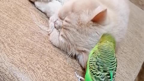 The bird is madly in love with the cat.