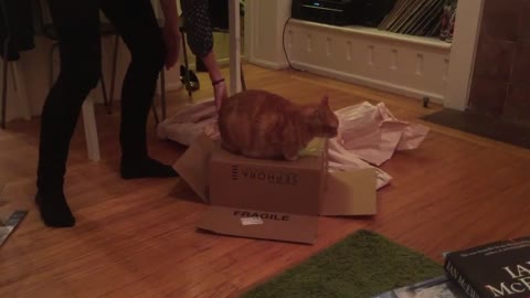 Cats demonstrate 'Inception' idea with stacked boxes