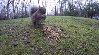 Gray Squirrel